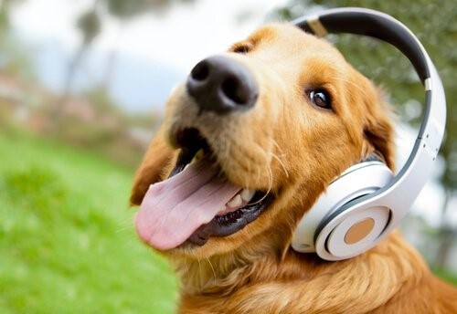 Relax My Dog - Hund mit Kopfhörern