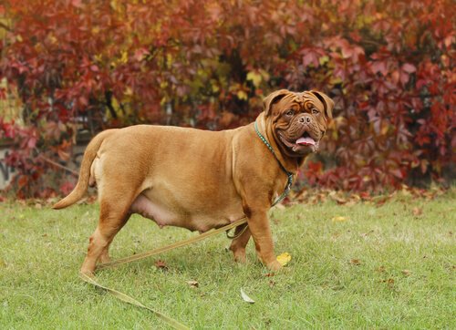Scheinträchtigkeit bei Hunden