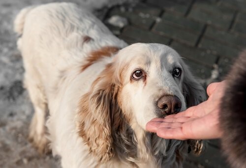Schmerzen bei Hunden mit Krebs - Hund schnüffelt an Hand