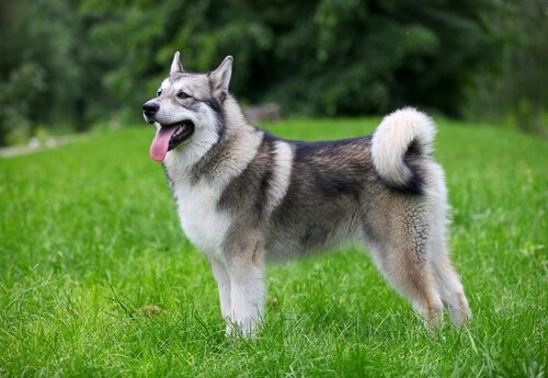 Schneehunde - Alaskan Malamute