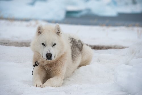 Schneehunde - Grönlandhund