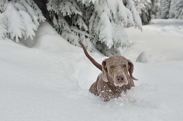 Schneehunde: 10 Hunderassen, die den Schnee lieben