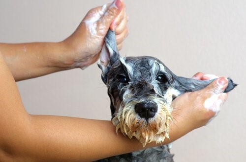 Schuppen bei Hunden - Hund wird gebadet