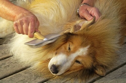 Schuppen bei Hunden: Ursachen und Behandlung