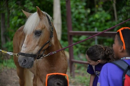 Tiergestützte Therapie - Hippotherapie mit Kindern