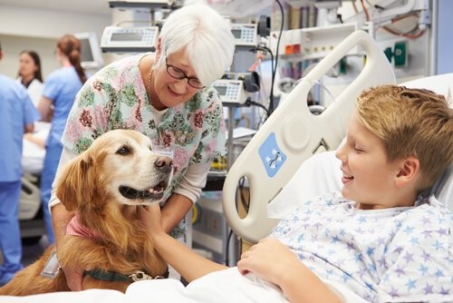 Tiergestützte Therapie - Hund im Krankenhaus