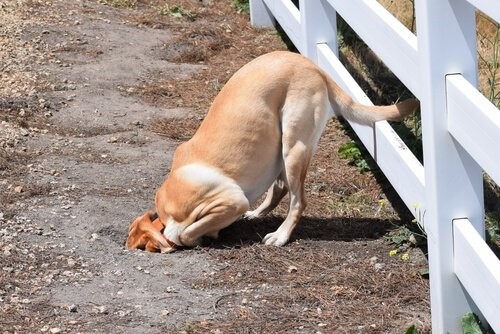 Die häufigsten Verhaltensprobleme bei Hunden