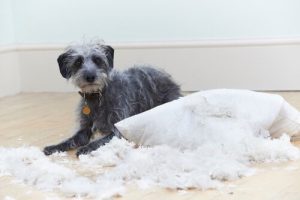 Sechs Verhaltensprobleme bei Hunden