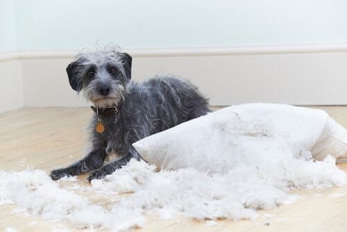 Verhaltensprobleme bei Hunden - Hund zerstört Kissen