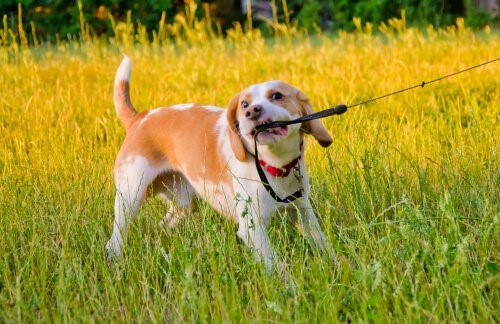 Verhaltensprobleme bei Hunden - Hund zieht an Leine