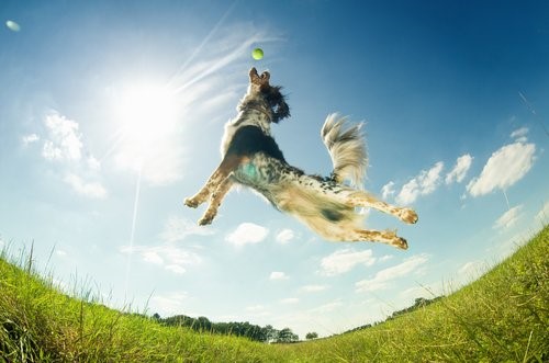 Warum wachen Hunde mit Energie auf - Hund springt