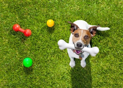 Warum wachen Hunde mit Energie auf - Hund will spielen