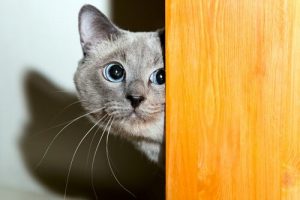 Wie gewinnt man das Vertrauen einer Katze?