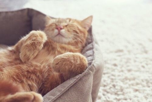 Wie gewinnt man das Vertrauen einer Katze - schlafende Katze