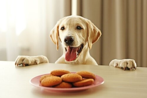 Wie du dir den Respekt deines Hundes verdienst - ein Hund am Tisch