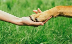Wie du dir den Respekt deines Hundes verdienst