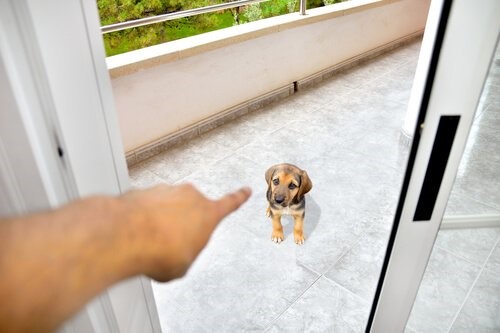 Wie verdienst du den Respekt deines Hundes - Hund wird ausgesperrt