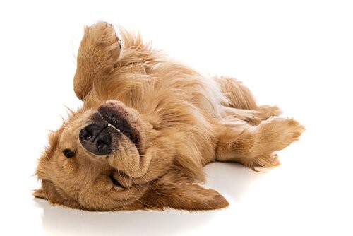 Zeichen, dass ein Hund glücklich ist - Hund auf dem Rücken