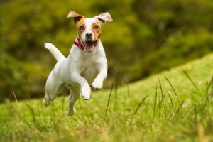 Anzeichen, dass ein Hund glücklich ist
