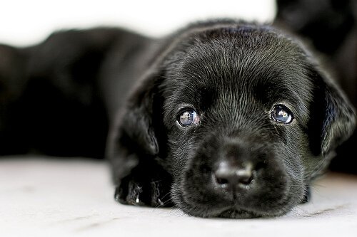 Adoption eines Hundes: alles was du wissen musst