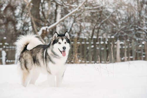 Alaskan Malamute - eine der nordischen Hunderassen
