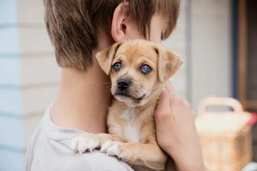 Asthma-Symptome bei Kindern werden durch Hunde vermindert