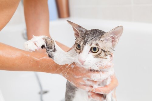 Fellpflege einer Katze im Bad