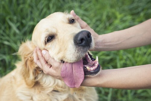 Berührungstherapie für den Hund