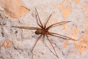Wie vermeidet man Spinnen zu Hause?
