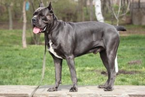 Cane Corso Italiano: ein ausgeglichener Schutzhund