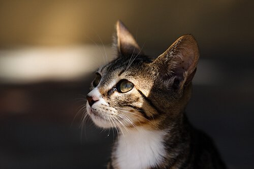 Die Wahl der Katze bei der Adoption
