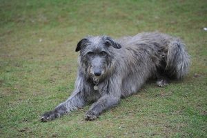 Schottischer Deerhound: Rasseporträt
