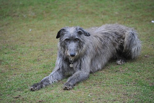 Schottischer Deerhound: Rasseporträt