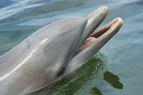Delfine sind auch sehr intelligent