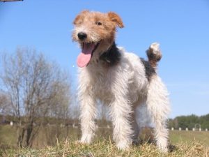 Der Drahthaar Foxterrier
