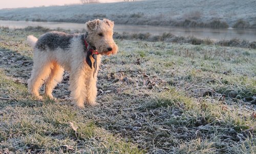 Der Drahthaar Foxterrier, Persönlichkeit