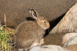 Der Hase ist vom Aussterben bedroht