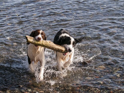 Welcher ist der ideale Partner für deinen Hund?