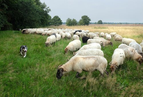 Was sind die Ursprünge des leonesischen Pastors?