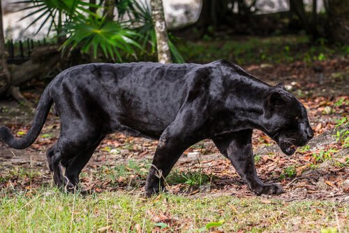 Der schwarze Panther - Systematik, Lebensraum und Verhalten
