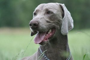 Der Weimaraner - alles was du wissen musst