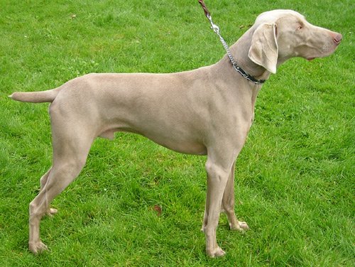 Der Weimaraner und seine Eigenschaften