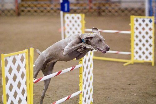 Der Weimaraner und sein Verhalten