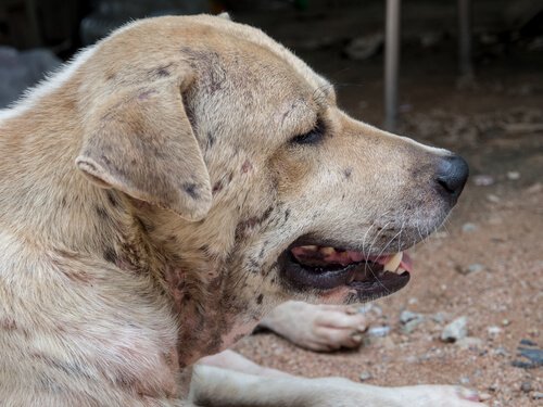 Was ist eine Dermatitis bei Hunden?