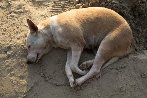 Arten von Dermatitis bei Hunden
