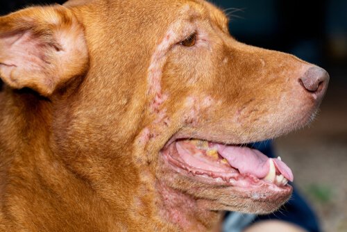 Dermatitis bei Hunden: Wie behandelt man sie?