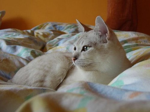 Die Burmilla-Katze hat immer ein helles Fell.