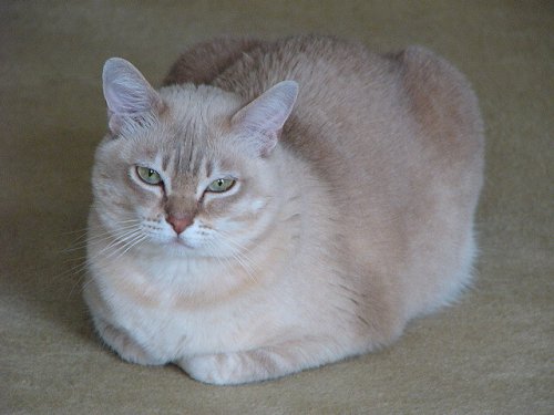 Die Burmilla-Katze hat immer grüne Augen.