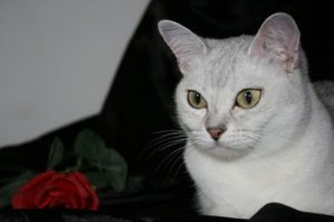 Die Burmilla-Katze
