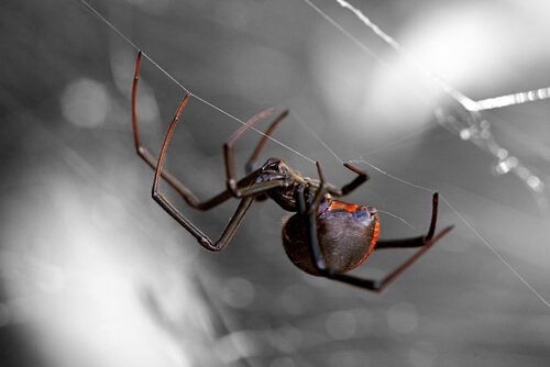 Die acht gefährlichsten Spinnen der Welt